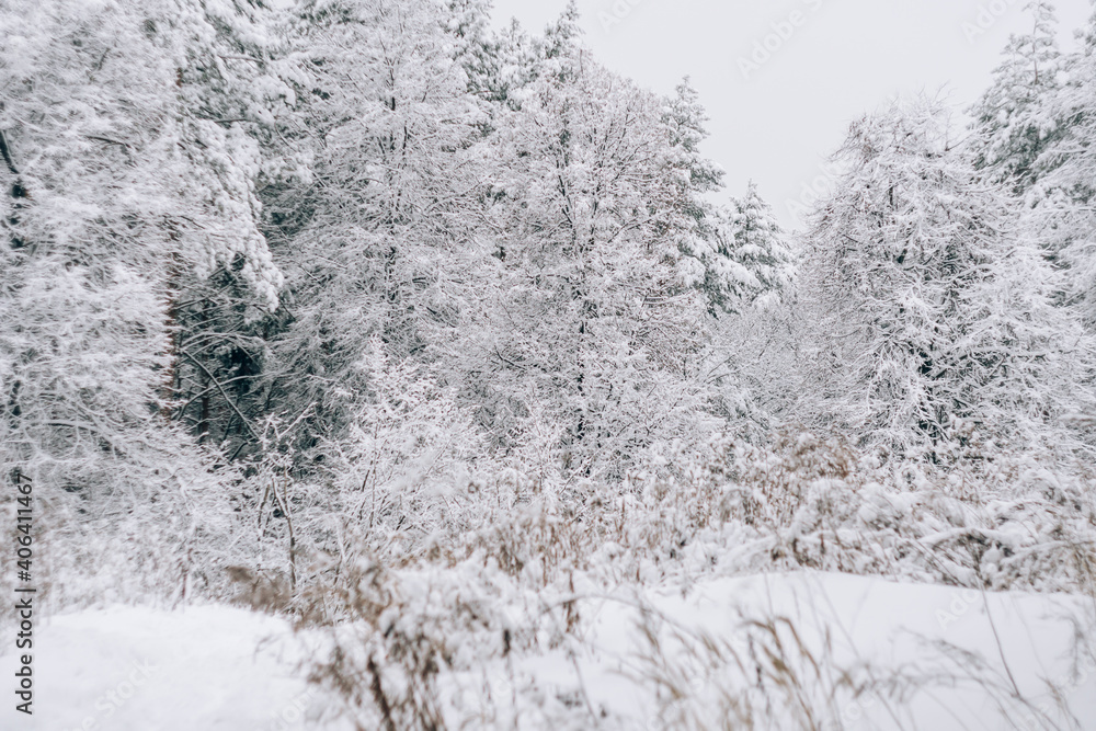 Landscape of a snow-covered pine forest in a snowfall Landscape of a snow-covered pine forest in a snowfall