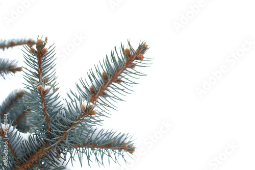 Snow-covered pine tree branches isolated on a white background. Christmas background with space for text.