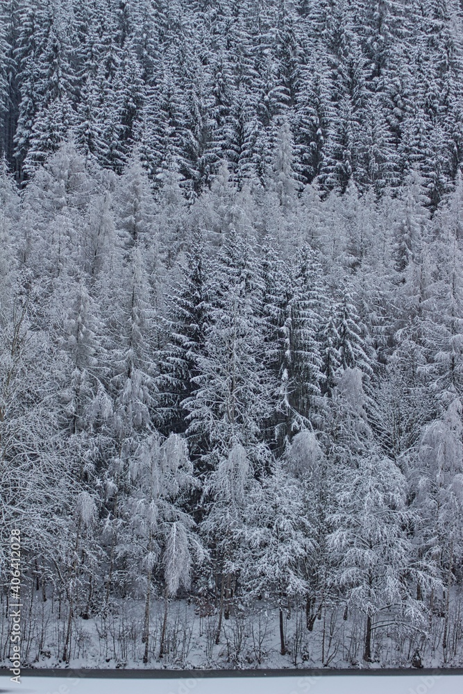 snow covered trees in a frozen landscape background snow covered trees in a frozen landscape background