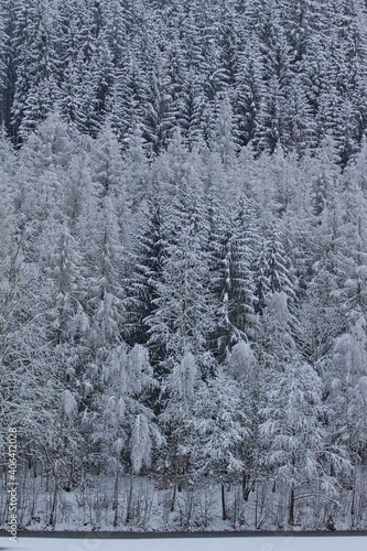 snow covered trees in a frozen landscape background