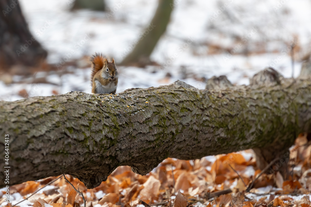 The American red squirrel (Tamiasciurus hudsonicus) in the park. The American red squirrel (Tamiasciurus hudsonicus) in the park.