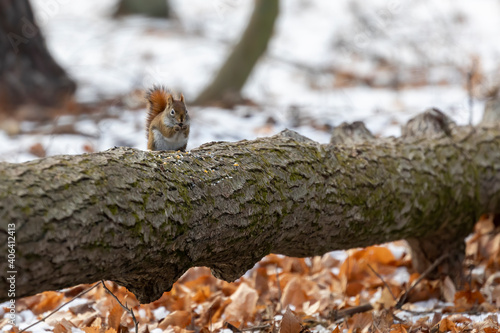 The American red squirrel (Tamiasciurus hudsonicus) in the park.