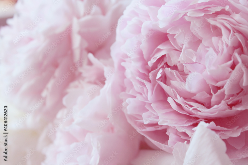 Fototapeta piękne różowe i białe kwiaty piwonii