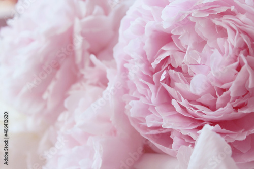 beautiful pink and white peony flowers © Iveta