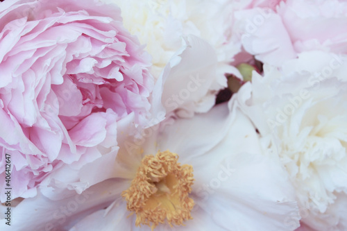 Fototapeta Naklejka Na Ścianę i Meble -  beautiful pink and white peony flowers