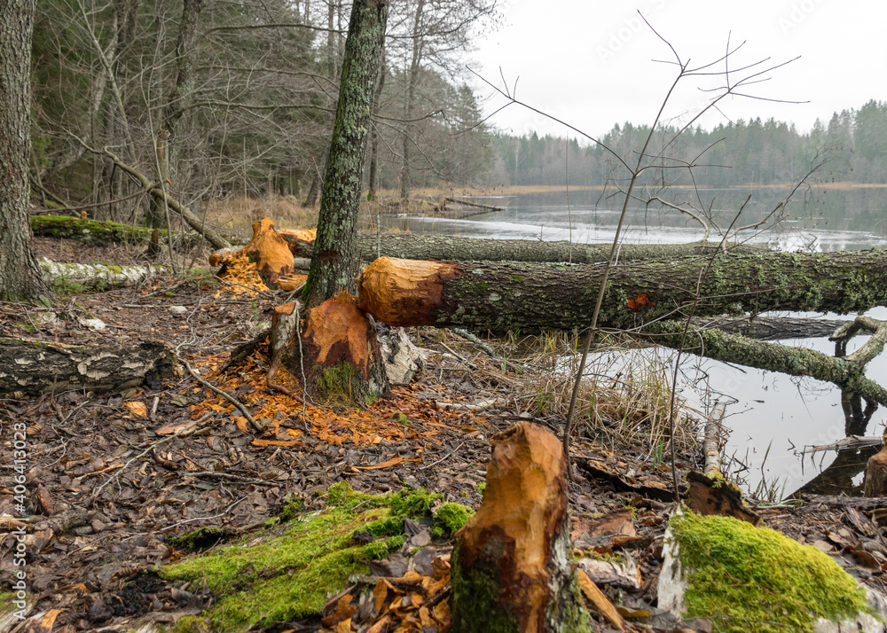 beaver bitten trees on the lake shore, winter day without snow, trees fell on the lake, gray day beaver bitten trees on the lake shore, winter day without snow, trees fell on the lake, gray day