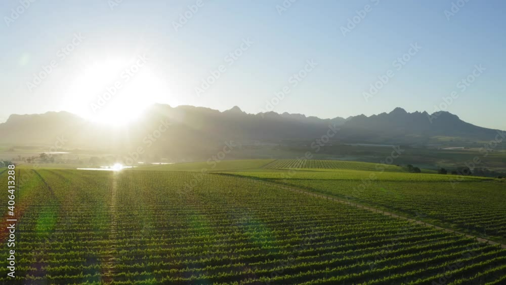 Luscious aerial landscape of green vineyards at sunrise, blue mountains background, Stellenbosch Cape Town Luscious aerial landscape of green vineyards at sunrise, blue mountains background, Stellenbosch Cape Town