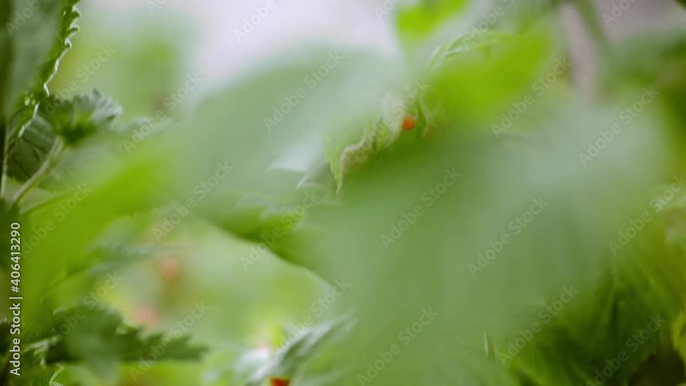 Two tasty red raspberries in green bush Two tasty red raspberries in green bush