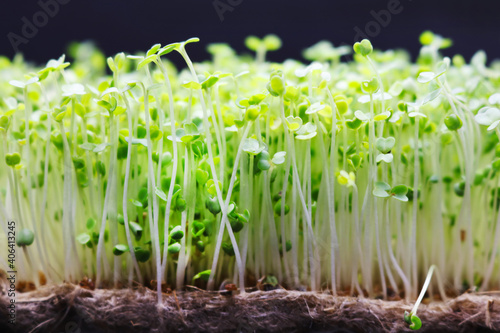 Microgreens grow on a linen rug. Green sprouts of alfalfa on a black background. Selective focus. Close-up. Healthy eating.