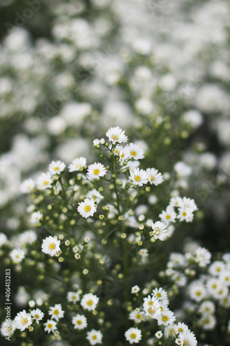 White daisy flowers in the field © lambz