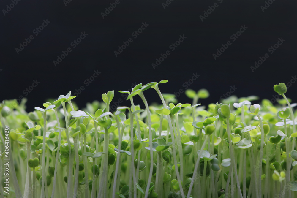 Obraz premium Microgreens grow on a linen rug. Green sprouts of alfalfa on a black background. Selective focus. Close-up. Healthy eating.