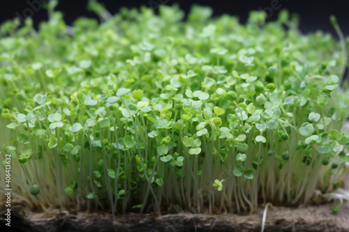 Bild auf Leinwand Microgreens grow on a linen rug
