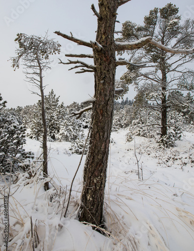Alter Baum in Winterlandschaft
