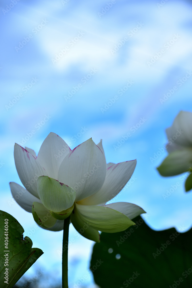 Obraz premium 咲き誇る蓮の花