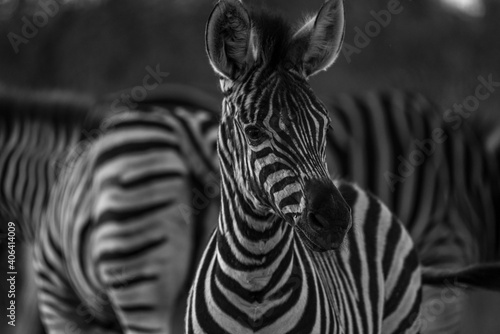 Fototapeta Naklejka Na Ścianę i Meble -  Baby-Zebra seen on a safari in Kurger National Park - South Africa.