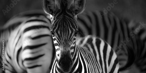 Babyzebra schaut direkt in die Kamera auf einer Safari im Kruger Nationalpark, Südafrika. photo