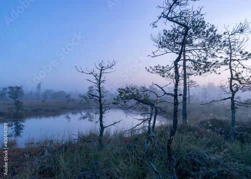 misty mire landscape with swamp pines and traditional mire vegetation  fuzzy background  fog in bog  twilight