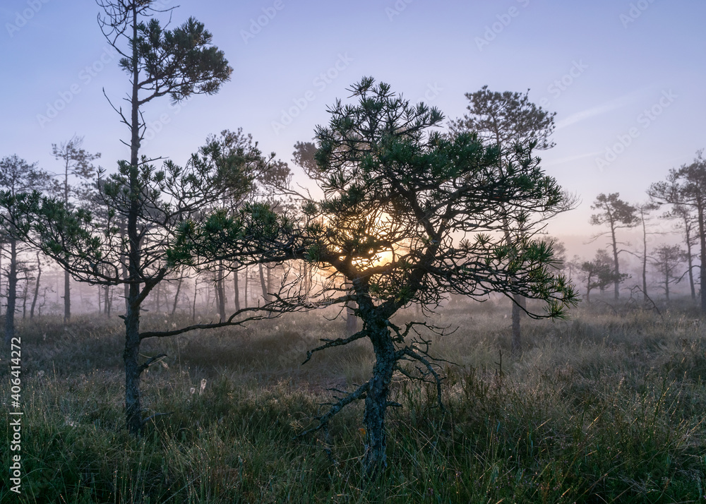 misty mire landscape with swamp pines and traditional mire vegetation, fuzzy background, fog in bog, twilight misty mire landscape with swamp pines and traditional mire vegetation, fuzzy background, fog in bog, twilight