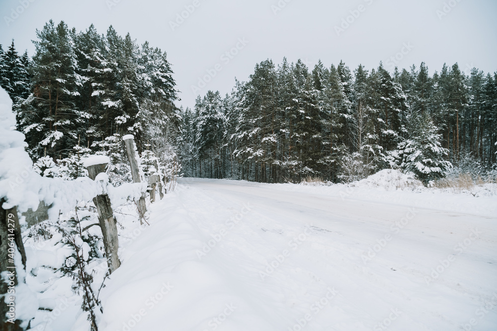 Landscape of a snow-covered pine forest in a snowfall Landscape of a snow-covered pine forest in a snowfall