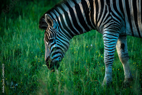 Ein Zebra im satten Grün des Kruger Nationalparks während der Regenzeit, Südafrika