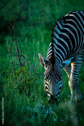 Ein Zebra frisst sich satt auf einer grünen Wiese im Kruger Nationalpark während der Regenzeit, Südafrika.