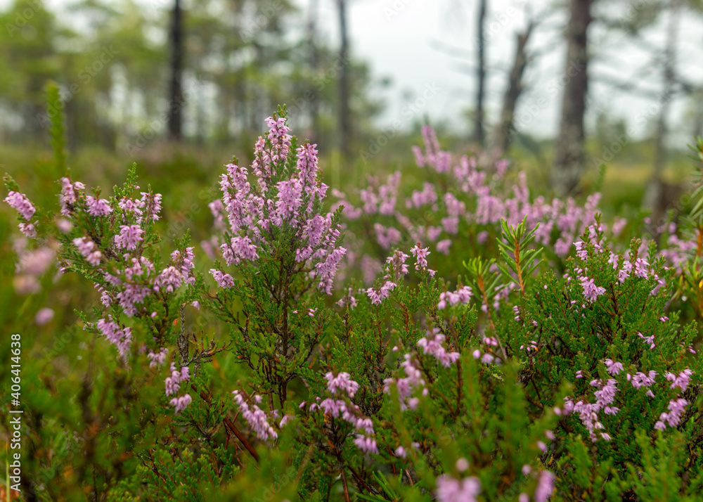 rainy day, rainy background, traditional bog landscape, bog grass and moss, small bog pines during rain, bog in autumn rainy day, rainy background, traditional bog landscape, bog grass and moss, small bog pines during rain, bog in autumn
