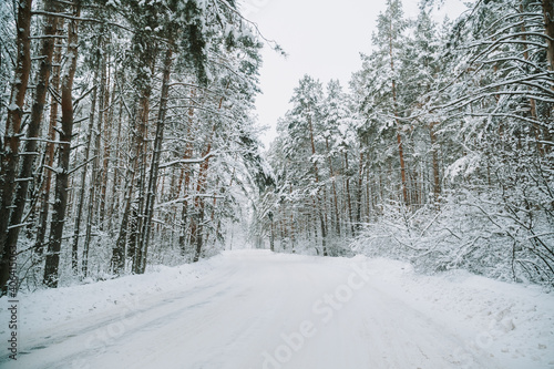 Landscape of a snow-covered pine forest in a snowfall © ShevarevAlex