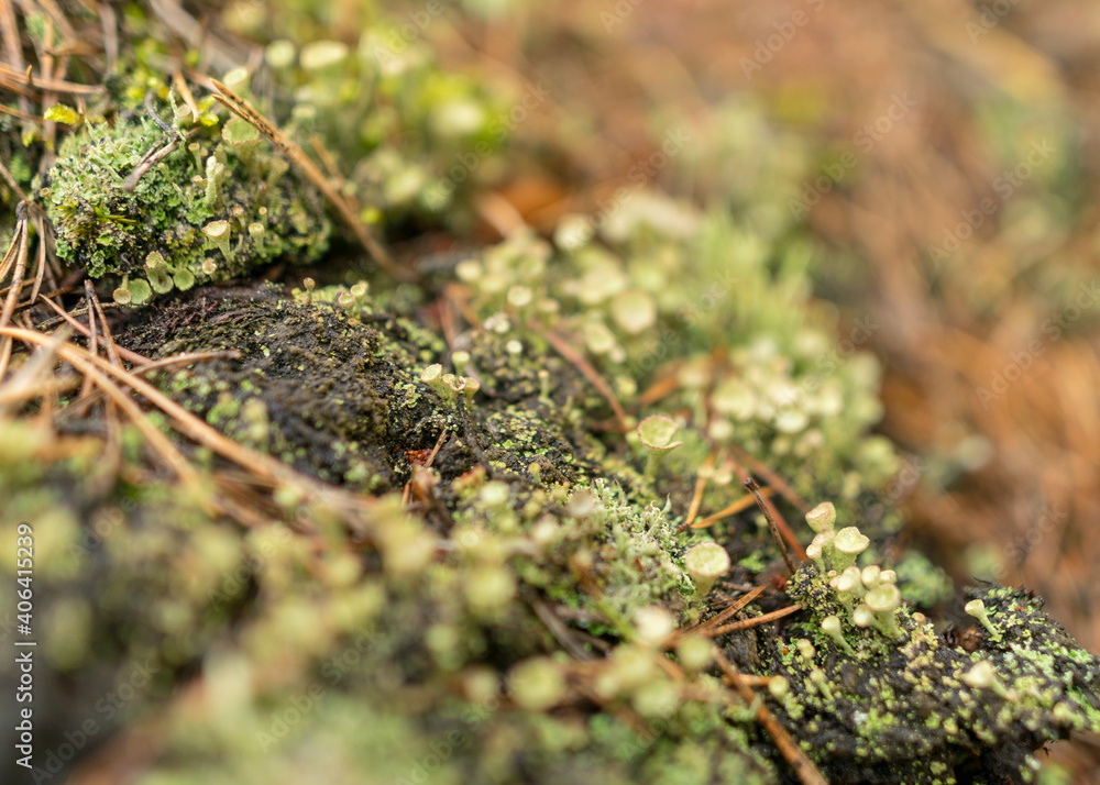 abstract bog moss, lichen and grass texture, bog vegetation, suitable for background abstract bog moss, lichen and grass texture, bog vegetation, suitable for background