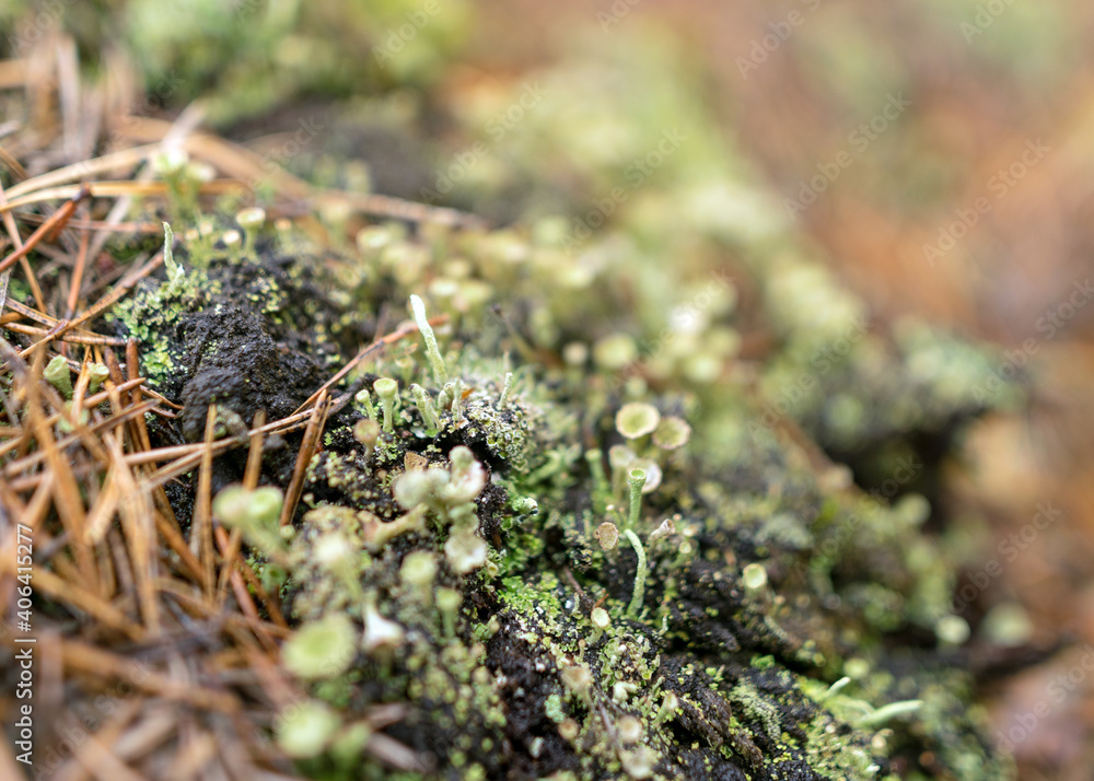 abstract bog moss, lichen and grass texture, bog vegetation, suitable for background abstract bog moss, lichen and grass texture, bog vegetation, suitable for background