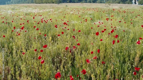 Many red poppies flowers on green meadow. Blooming time. Beautiful country landsca photo