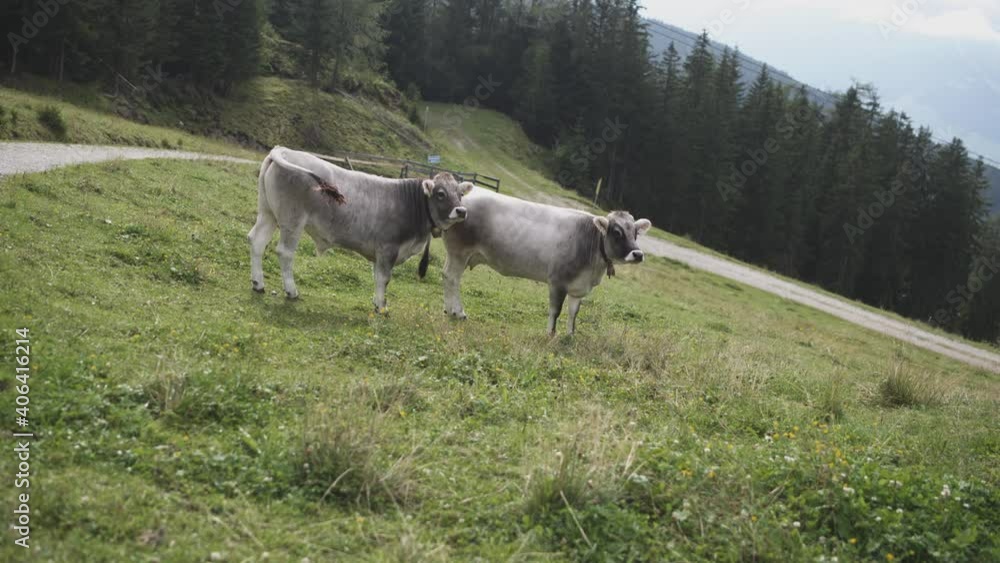 Two gray tyrolian cows standing and looking around on a green alpine pasture gras field in nature with trees and mountains in the background. Shot in 4K. Two gray tyrolian cows standing and looking around on a green alpine pasture gras field in nature with trees and mountains in the background. Shot in 4K.