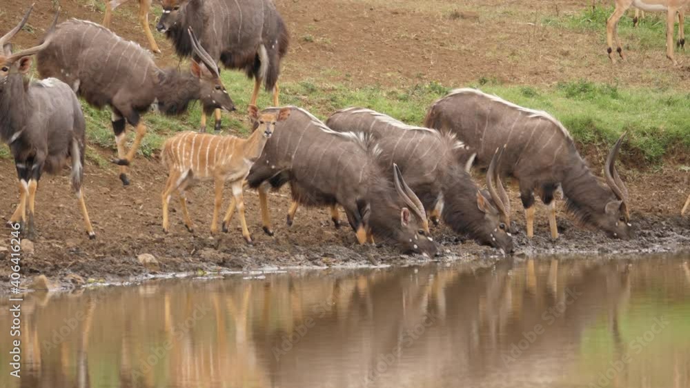 Beautifully striped Nyala males and females cautiously drink at pond Beautifully striped Nyala males and females cautiously drink at pond