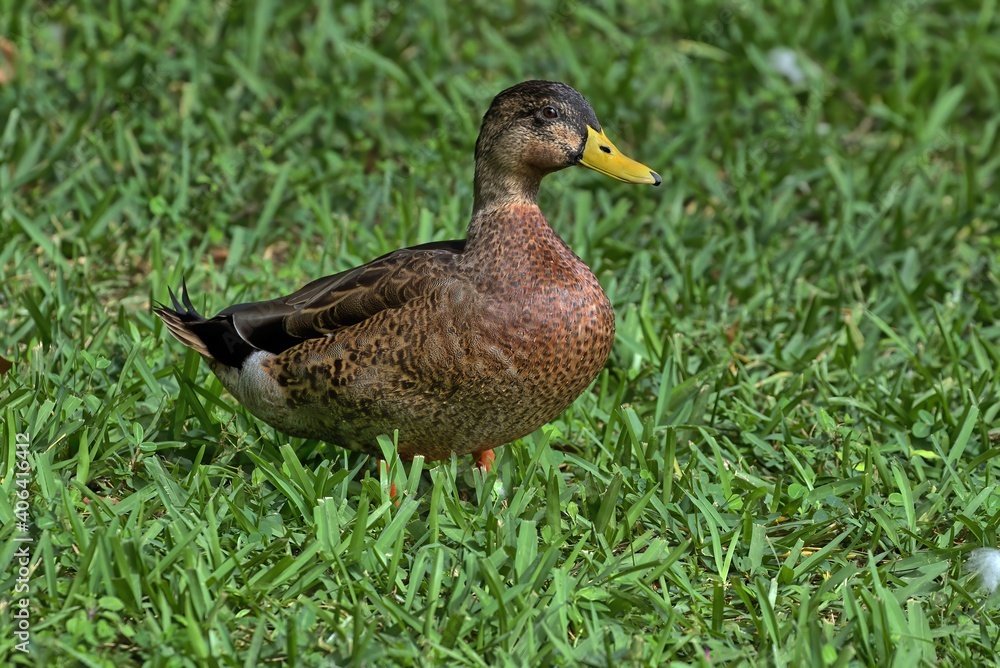 A juvenile male Mallard duck posing against green grass. Anas platyrhynchos. A juvenile male Mallard duck posing against green grass. Anas platyrhynchos.