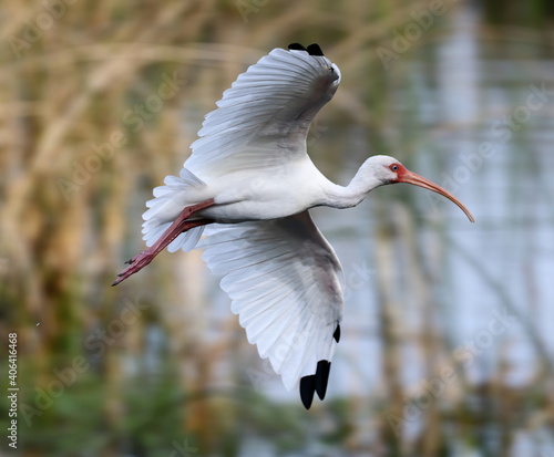 Photos Flying American white ibis with wings spread. Eudocimus albus.