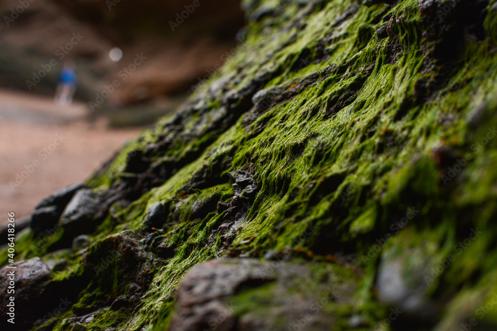 moss on rock moss on rock