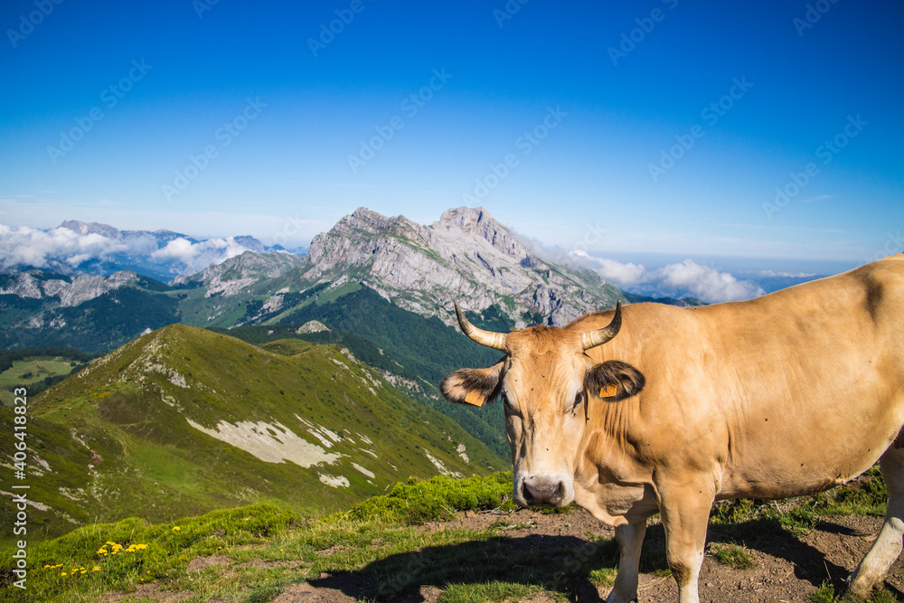 Vaca en picos de europa