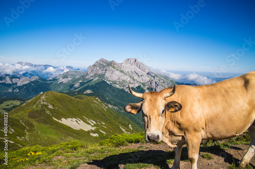 Vaca en picos de europa
