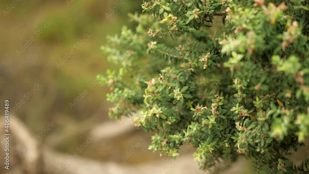 CLOSE UP Leaves Of Coastal Moonah Tree, COPY SPACE CLOSE UP Leaves Of Coastal Moonah Tree, COPY SPACE