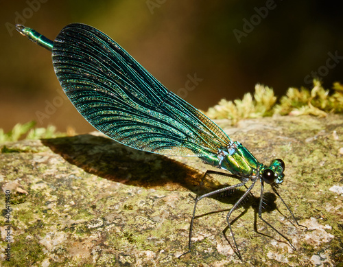 Fly insect. photo