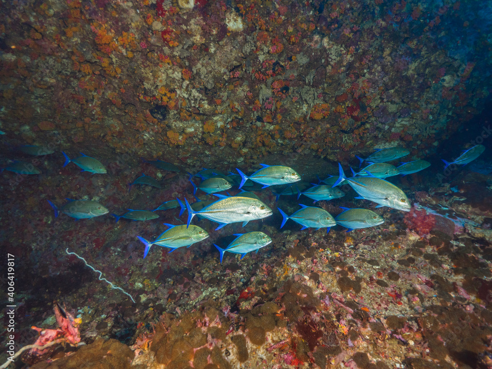 Obraz premium Schooling Bluefin trevally under a boulder rock (Mergui archipelago, Myanmar)