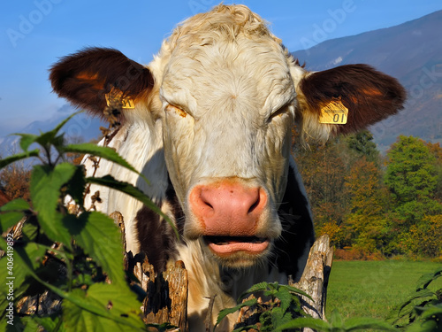 Fotografia Ruralité française : vache au pré