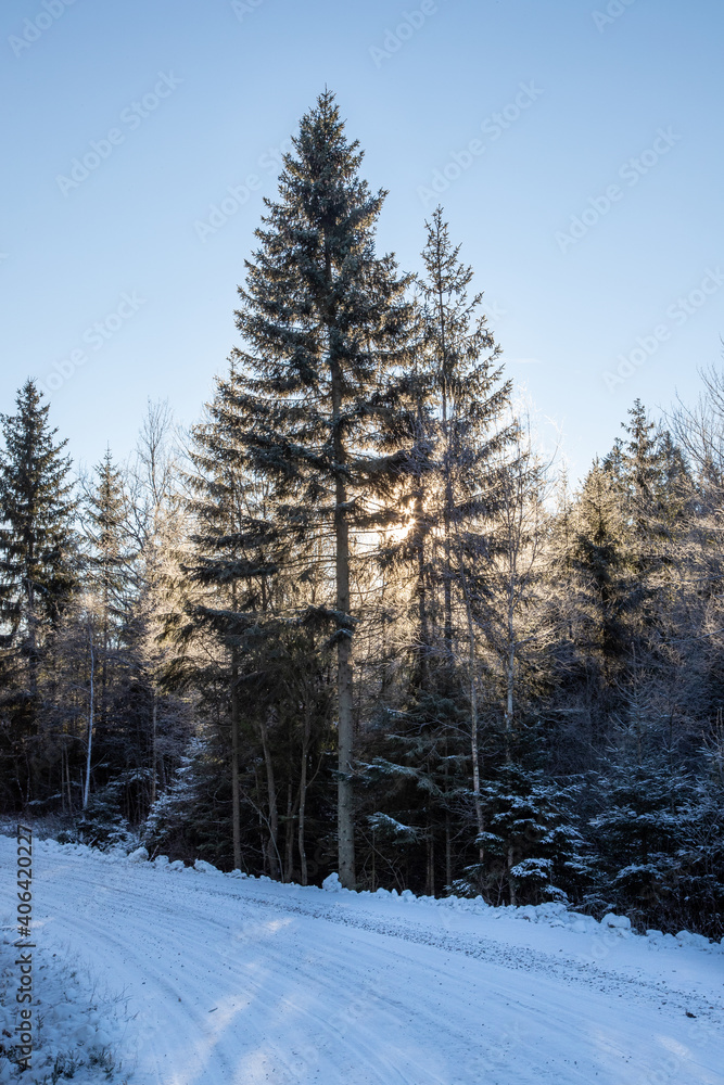 Fototapeta premium Forest backlit by the sun on a cold winter day in Sweden, Scandinavia. The bend of a dirt road in the foreground
