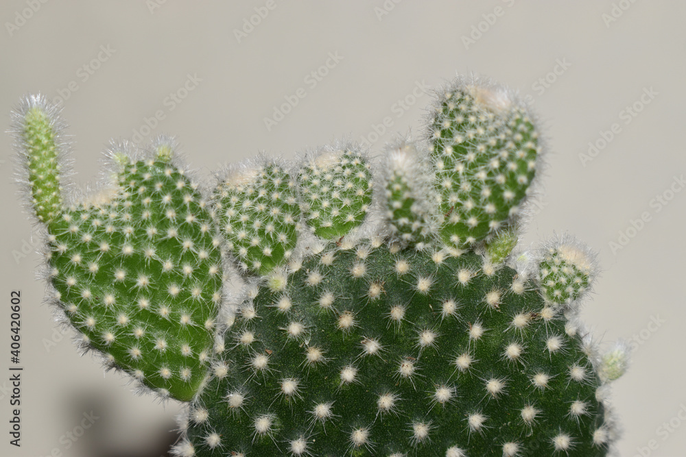 cactus with thorns close-up cactus with thorns close-up