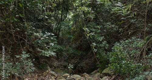 Wild tropical forest hiking trail