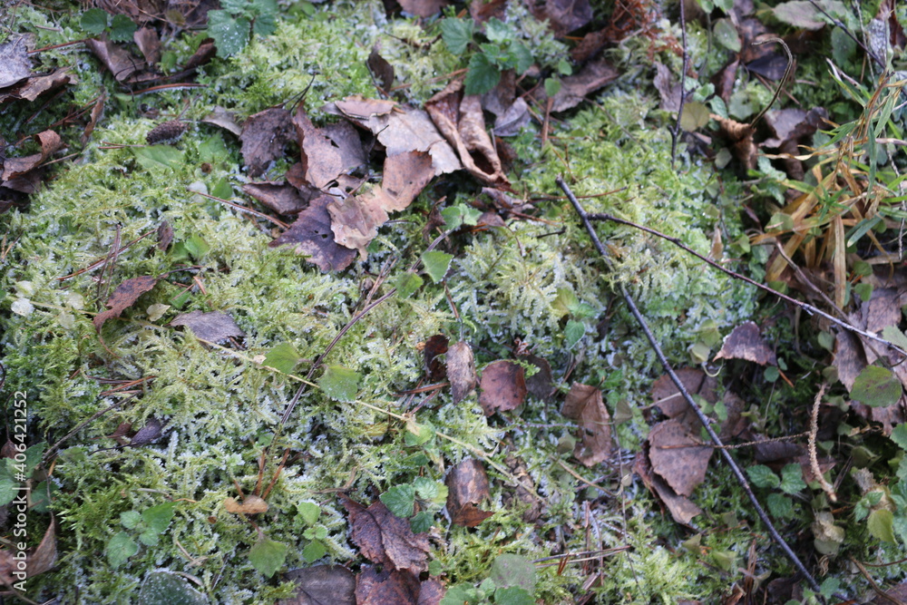 frozen moss on a tree. the frost on the plants frozen moss on a tree. the frost on the plants