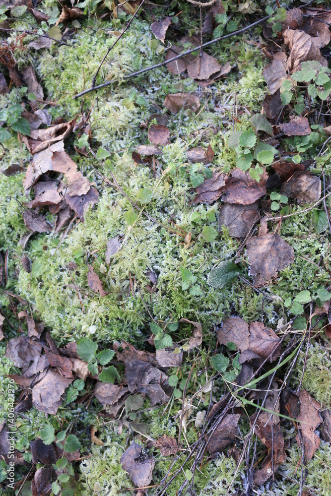frozen moss on a tree. the frost on the plants frozen moss on a tree. the frost on the plants