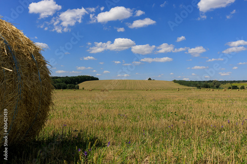 field with bales of hay