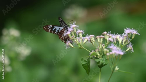 Dark Blue Glassy Tiger, Ideopsis vulgaris macrina, Butterfly, Kaeng Krachan National Park, Thailand; in the middle of the frame sipping nectar on wildflowers, windy afternoon in the jungle. photo