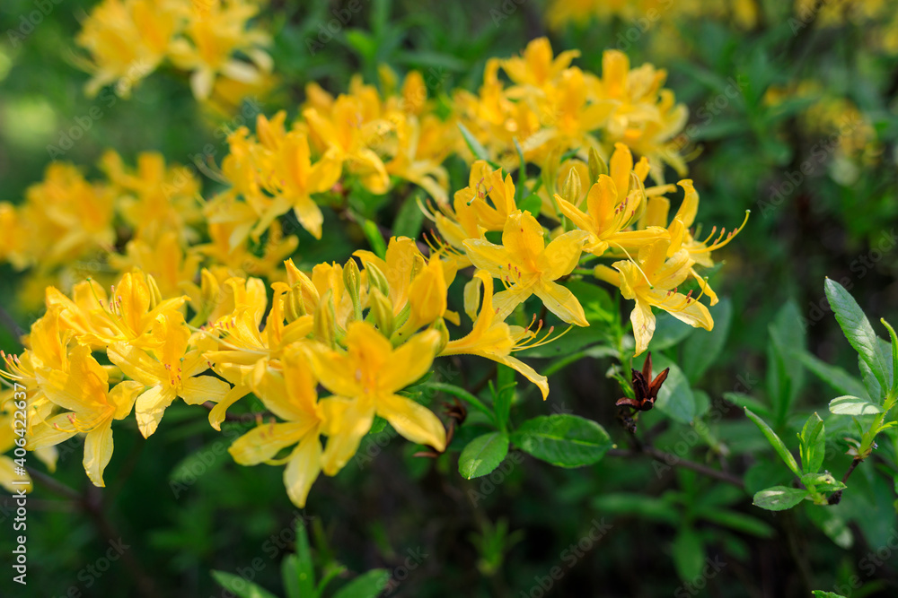 yellow rhododendrons in the wild yellow rhododendrons in the wild
