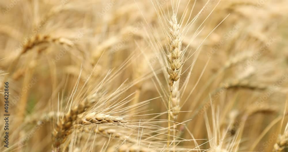 Close Up Of Field Of Wheat Lightly Blowing In The Wind In Rural Countryside In 4K. Close Up Of Field Of Wheat Lightly Blowing In The Wind In Rural Countryside In 4K.